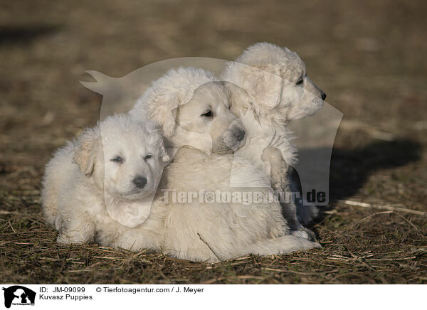 Kuvasz Puppies / JM-09099