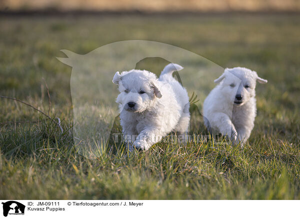 Kuvasz Puppies / JM-09111