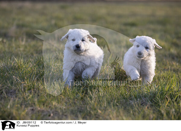 Kuvasz Puppies / JM-09112