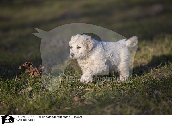 Kuvasz Puppy / JM-09114