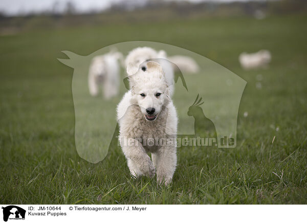 Kuvasz Puppies / JM-10644