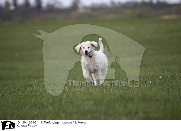 Kuvasz Puppy / JM-10646