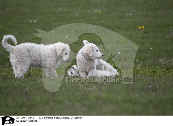Kuvasz Puppies / JM-10648