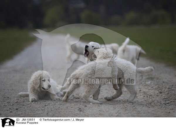 Kuvasz Puppies / JM-10651