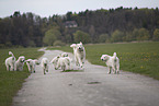 Kuvasz Puppies