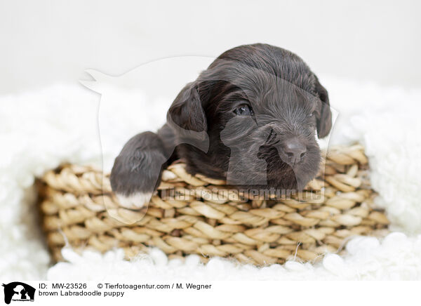 brown Labradoodle puppy / MW-23526