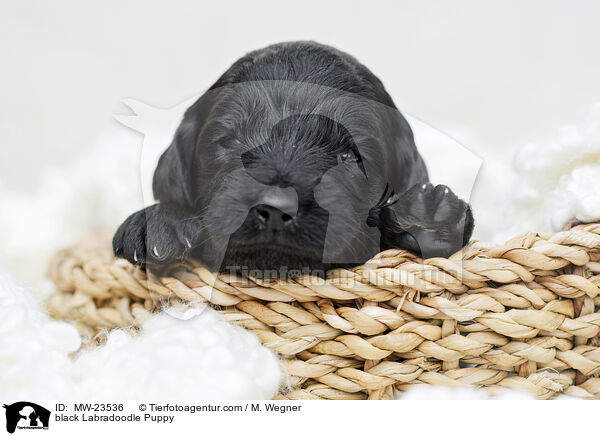 black Labradoodle Puppy / MW-23536