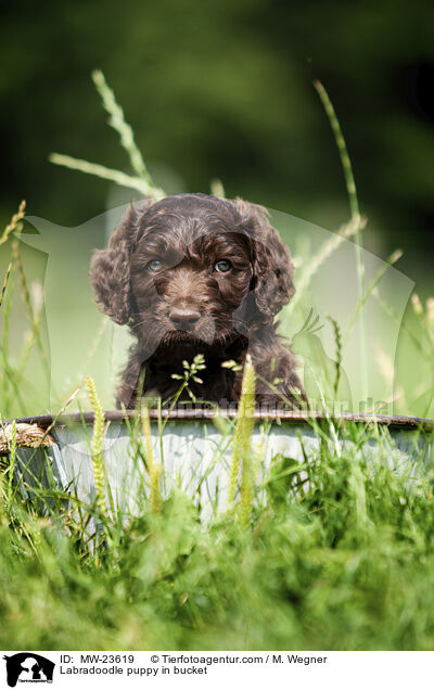 Labradoodle puppy in bucket / MW-23619