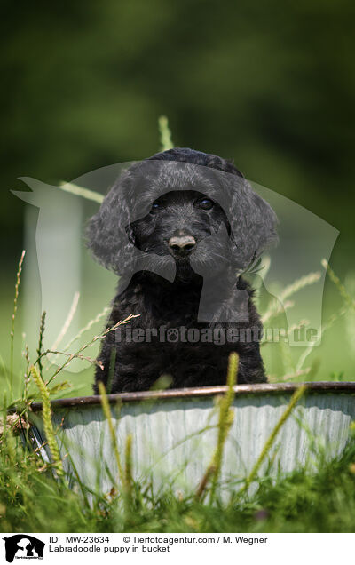 Labradoodle puppy in bucket / MW-23634