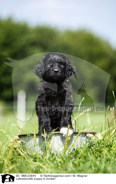 Labradoodle puppy in bucket / MW-23644