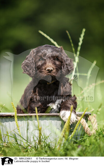 Labradoodle puppy in bucket / MW-23661