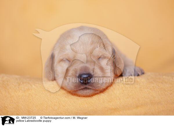 yellow Labradoodle puppy / MW-23725