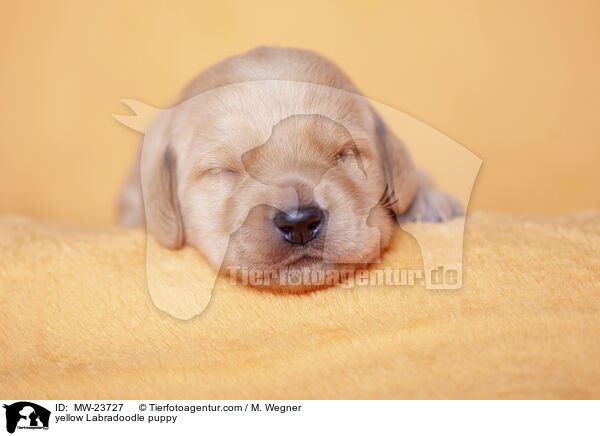 yellow Labradoodle puppy / MW-23727
