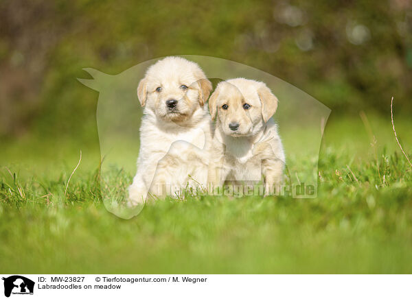 Labradoodles on meadow / MW-23827