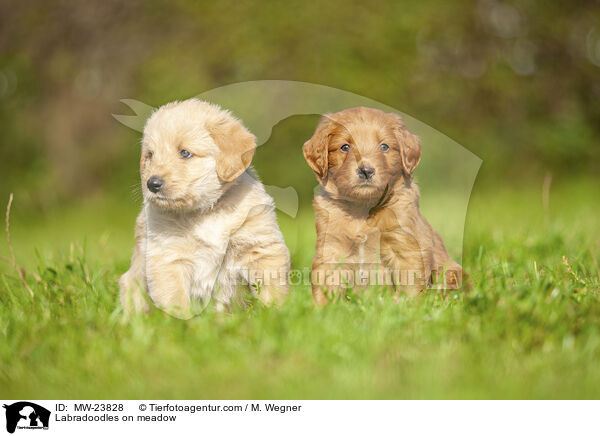 Labradoodles on meadow / MW-23828