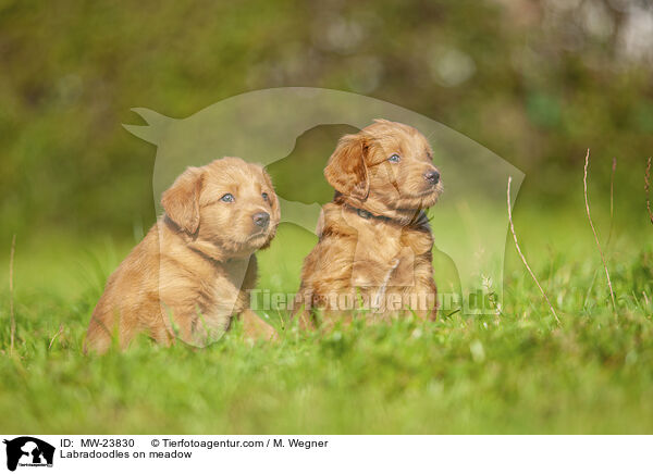 Labradoodles on meadow / MW-23830
