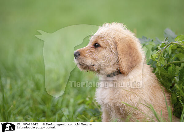 Labradoodle puppy portrait / MW-23842