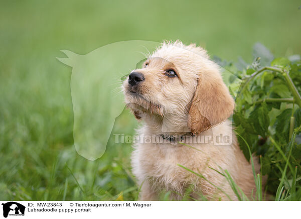 Labradoodle puppy portrait / MW-23843