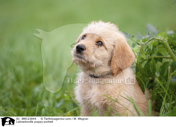 Labradoodle puppy portrait / MW-23844
