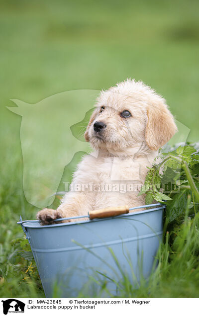 Labradoodle Welpe in Eimer / Labradoodle puppy in bucket / MW-23845