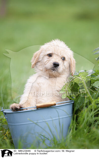 Labradoodle puppy in bucket / MW-23846