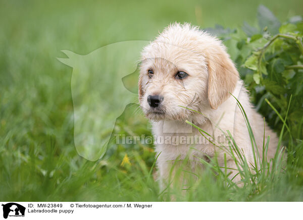 Labradoodle puppy / MW-23849