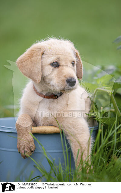 Labradoodle puppy in bucket / MW-23850