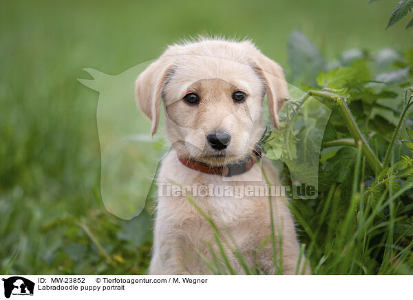 Labradoodle puppy portrait / MW-23852