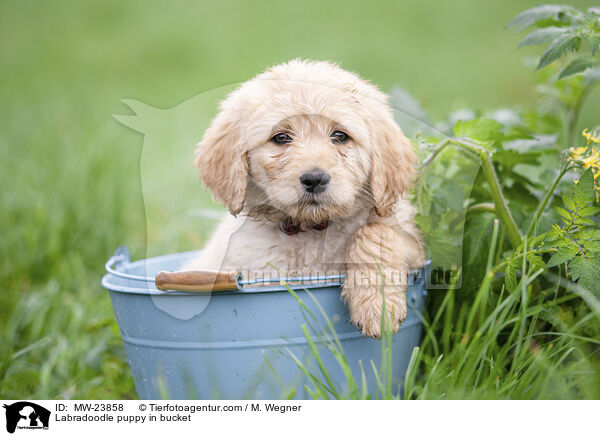 Labradoodle puppy in bucket / MW-23858
