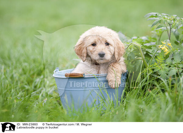 Labradoodle puppy in bucket / MW-23860