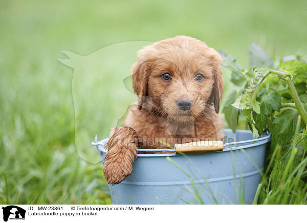 Labradoodle puppy in bucket / MW-23861