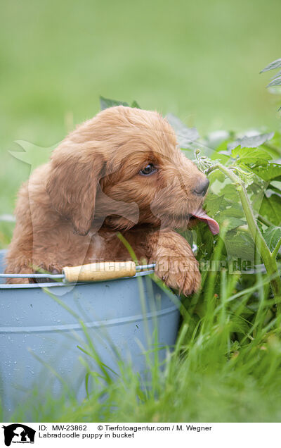 Labradoodle puppy in bucket / MW-23862