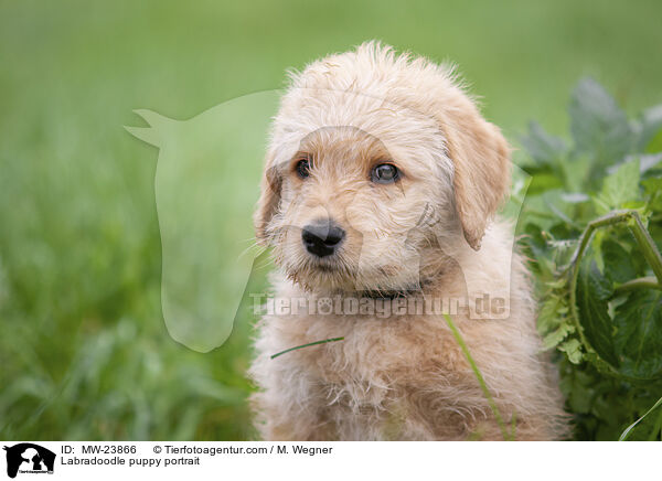 Labradoodle puppy portrait / MW-23866