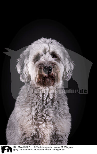 grey Labradoodle in front of black background / MW-23927