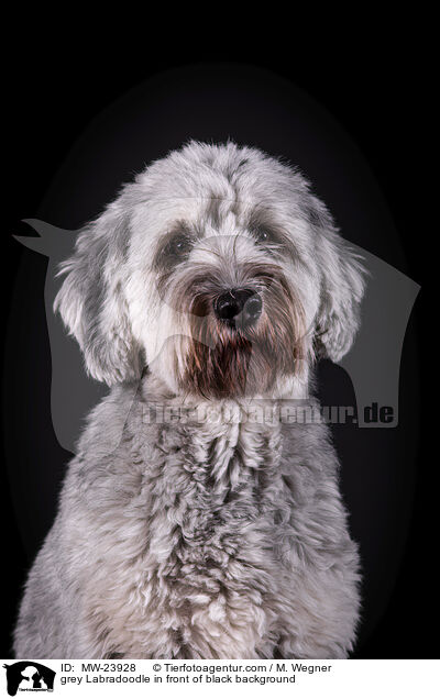 grey Labradoodle in front of black background / MW-23928