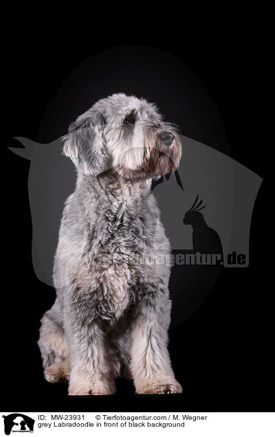 grey Labradoodle in front of black background / MW-23931