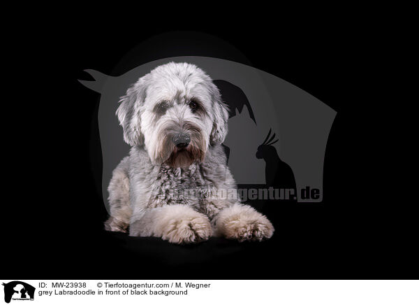 grey Labradoodle in front of black background / MW-23938