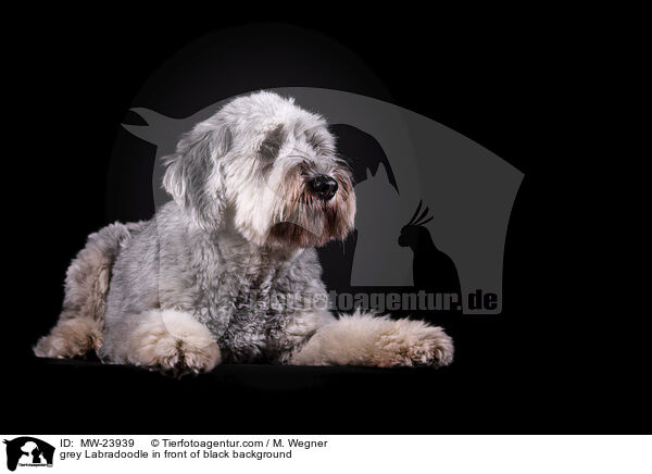 grey Labradoodle in front of black background / MW-23939