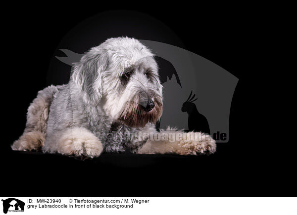 grey Labradoodle in front of black background / MW-23940