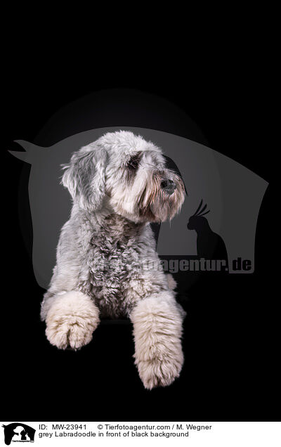 grey Labradoodle in front of black background / MW-23941