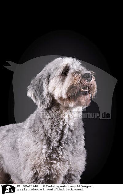 grey Labradoodle in front of black background / MW-23948