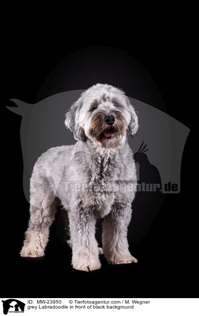 grey Labradoodle in front of black background / MW-23950