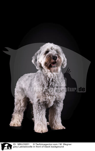grey Labradoodle in front of black background / MW-23951