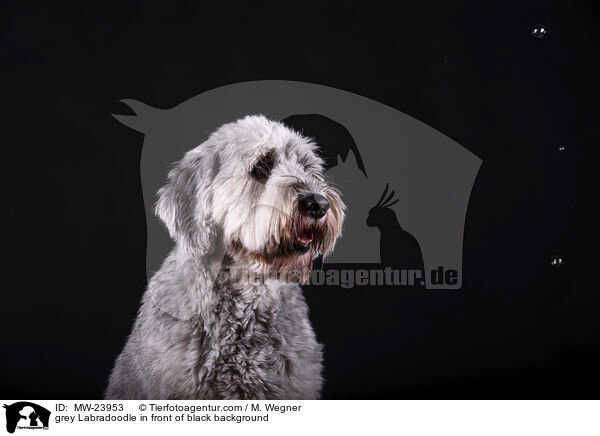 grey Labradoodle in front of black background / MW-23953