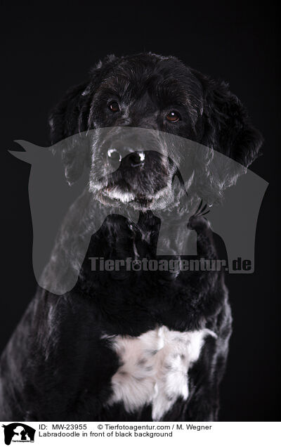 Labradoodle in front of black background / MW-23955