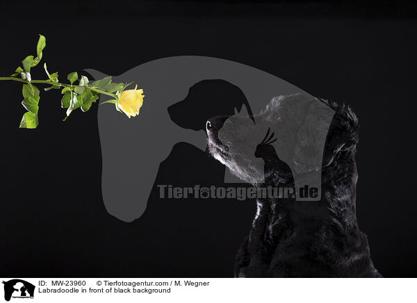 Labradoodle in front of black background / MW-23960