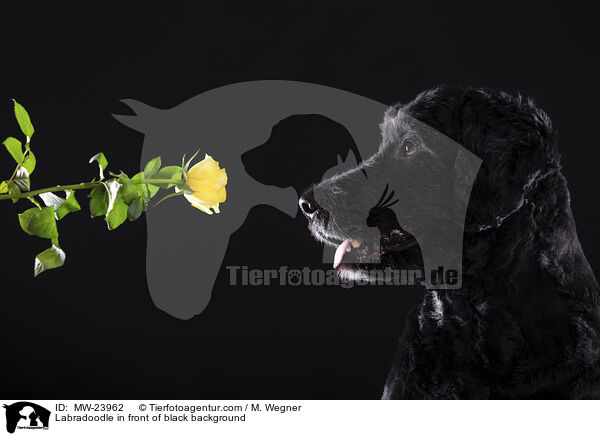 Labradoodle in front of black background / MW-23962