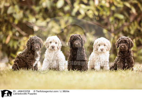 Labradoodle Puppies / JAM-03258
