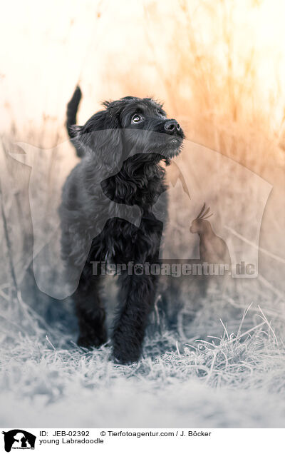 young Labradoodle / JEB-02392