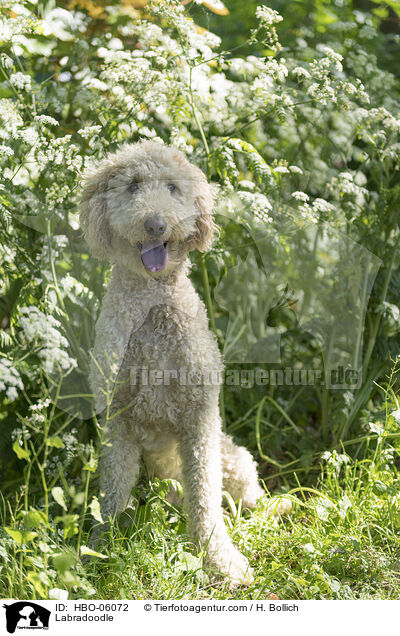 Labradoodle / HBO-06072